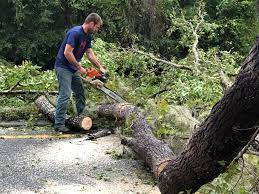 Best Tree Trimming and Pruning  in Medford, WI