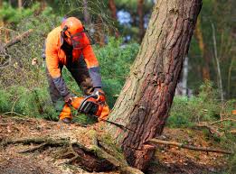 Best Seasonal Cleanup (Spring/Fall)  in Medford, WI