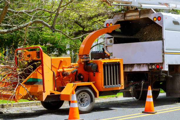 Best Root Management and Removal  in Medford, WI