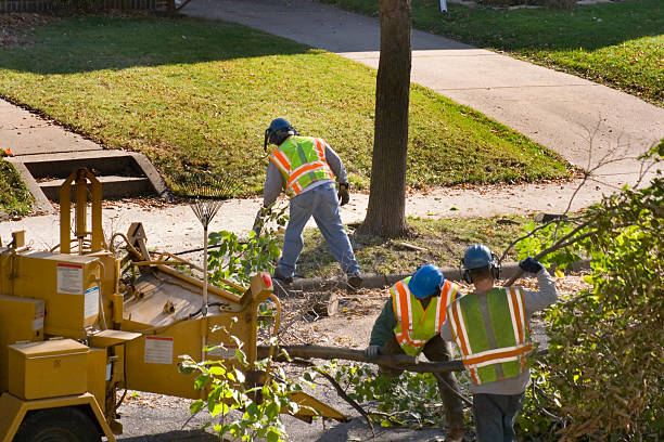 Best Pest Control for Lawns  in Medford, WI