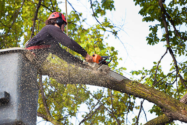 Best Tree Fertilization  in Medford, WI